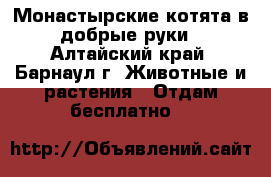 Монастырские котята в добрые руки - Алтайский край, Барнаул г. Животные и растения » Отдам бесплатно   